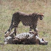 Cheetahs