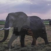 Elephants