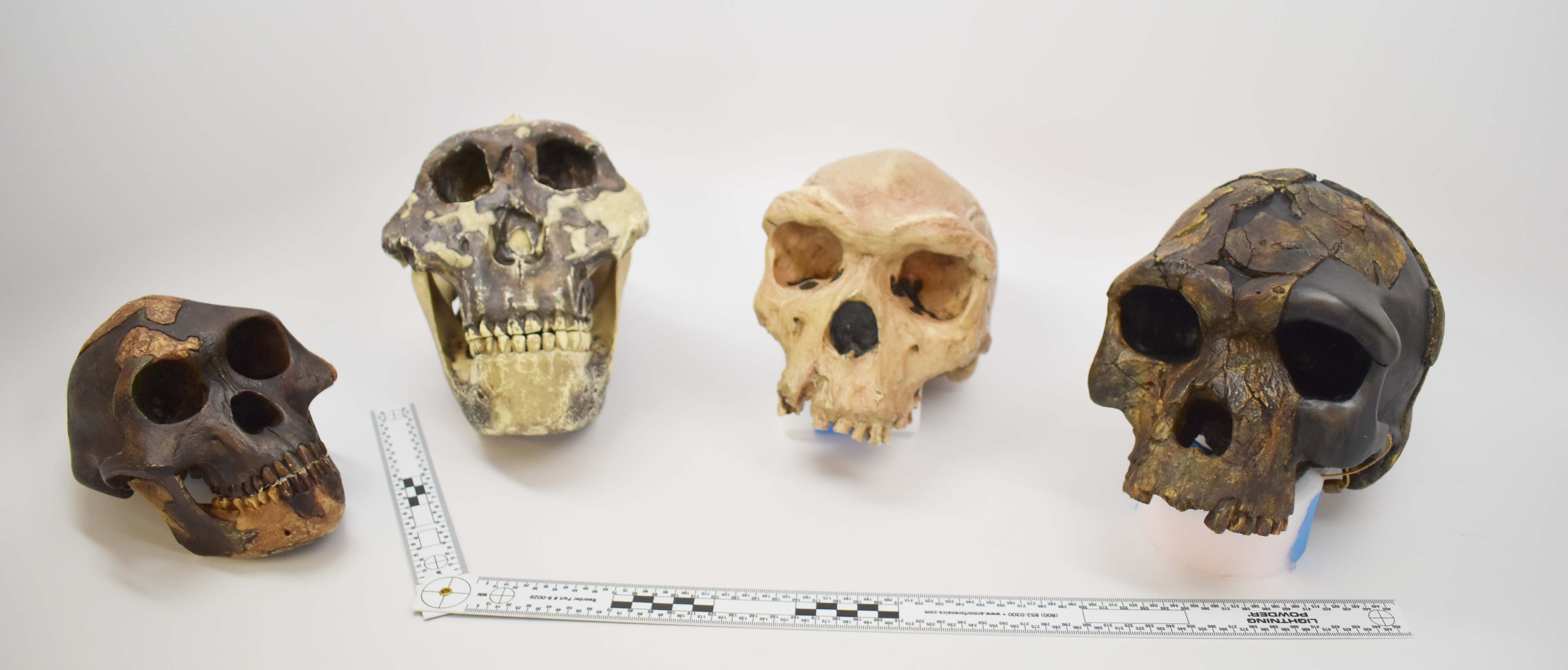 four early hominin crania