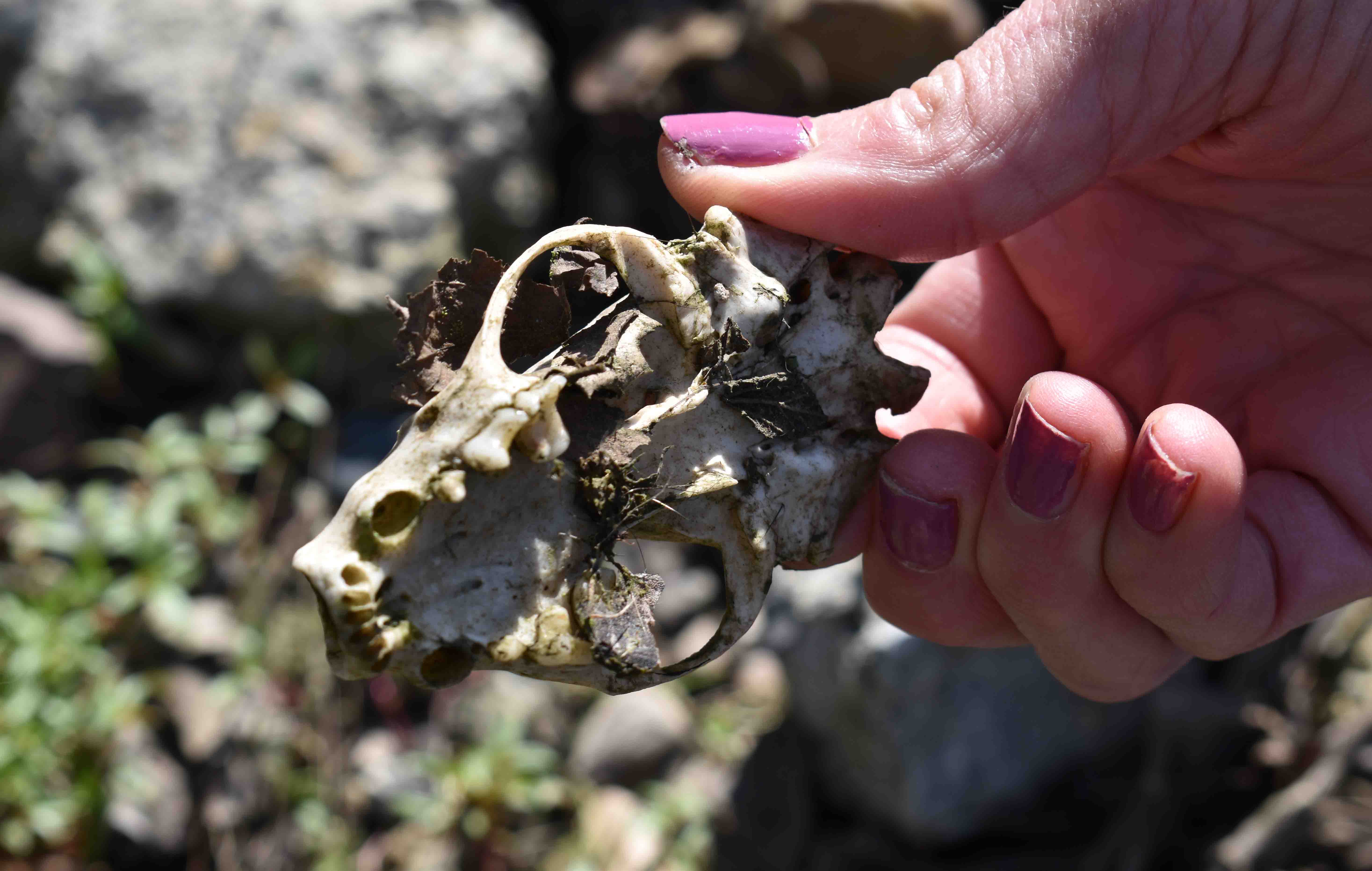 rodent skull found