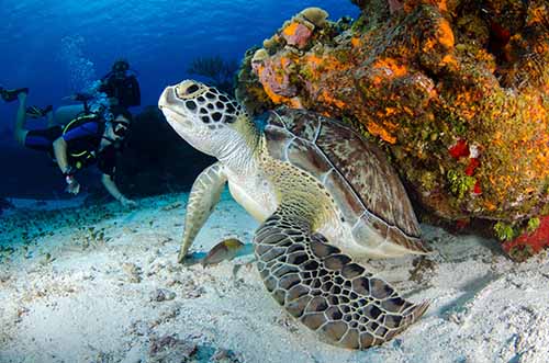 Sea turtle underwater