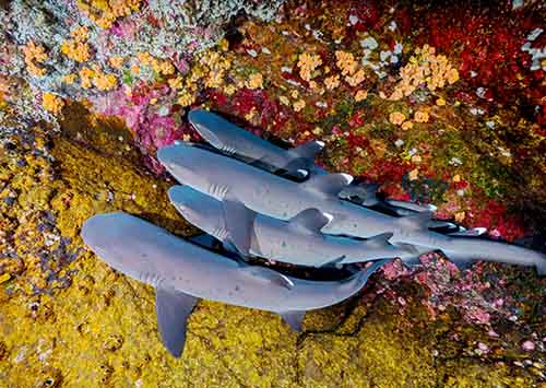 Four sharks grouped together