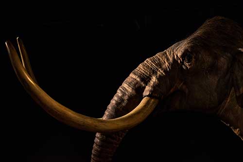 Mammoth head from the side